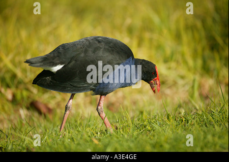 New Zealand Vogel Pukeko (Porphyrio Porphyrio Melanotus) (Purpurhuhn) zu Fuß auf dem Rasen Stockfoto