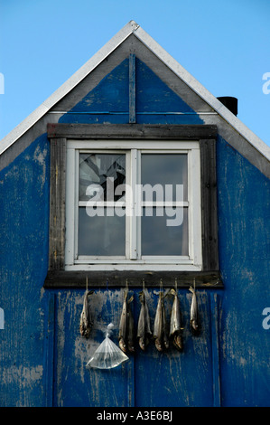 Alte blaue Holzhaus Trocknen der Fische unterhalb des Fensters Ammassalik Eastgreenland Stockfoto