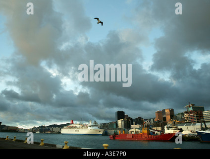 Neuseeland, Wellington City. Cruise Liner Nippon Maru im Hafen, dramatischer Himmel mit Möwe Stockfoto