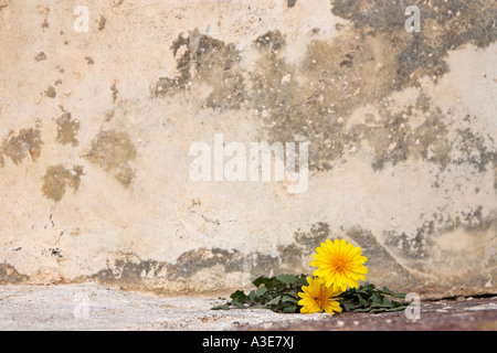 Löwenzahn (Taraxacum) entsteht durch einen Spalt in der Wand, emborio, Santorini, Griechenland Stockfoto
