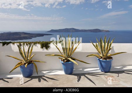 Agaven (Agave americana) Sorten in drei Eimer, Thira, Santorini, Griechenland Stockfoto