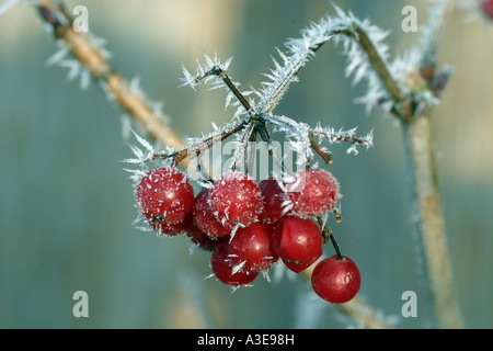 Beeren der Guelder Rose (Viburnum Opulus) im winter Stockfoto