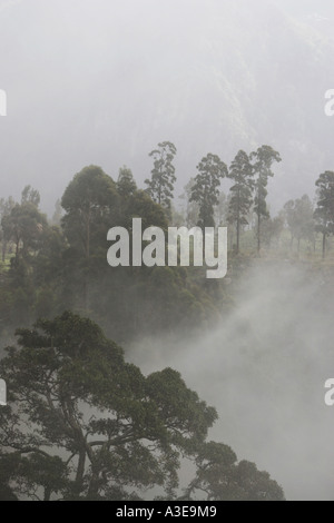 Sri Lanka, Bäumen und nebligen Hügeln, Haputele Stockfoto