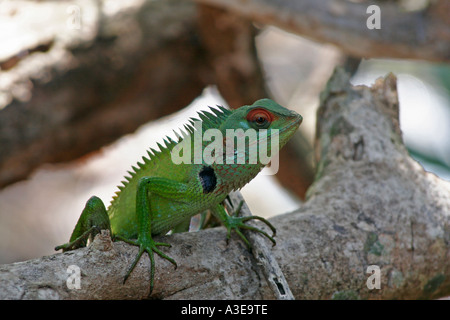 Sri Lanka, Chamäleon Klettern auf einem Ast Stockfoto