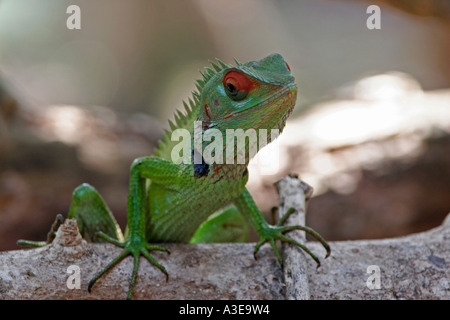 Sri Lanka, Chamäleon Klettern auf einem Ast Stockfoto