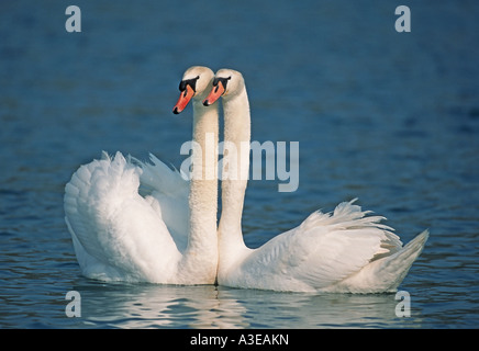 Paar Höckerschwäne (Cygnus Olor) im Frühjahr, Flachsee, Aargau, Schweiz Stockfoto