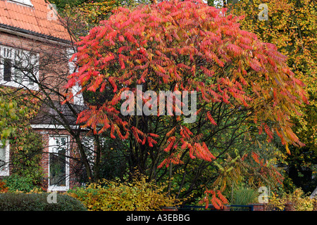 Stag´s Horn Sumach (Rhus Typhina) Herbst (Rhus Hirta) Stockfoto