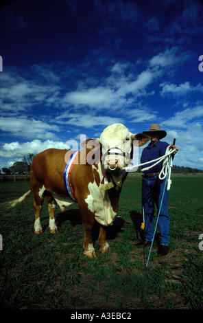 Preis Bull 0556 Stockfoto