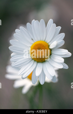 Mond Daisy - Ochsen-Auge-Daisy - Blüte (Leucanthemum Vulgaris) Stockfoto