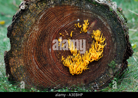 Gelbe Stagshorn Pilz (Calocera Viscosa) Stockfoto