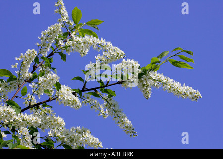 Vogel-Zierkirsche (Prunus Padus) Stockfoto