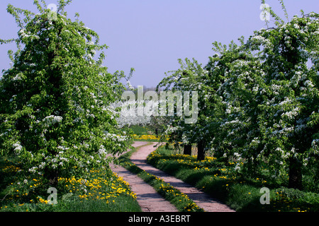 Blühende Birnbäume (Pyrus Communis) und Kirschbäume (Prunus Avium) in den Hintergrund - Altes Land, Hamburg, Niedersachsen Stockfoto