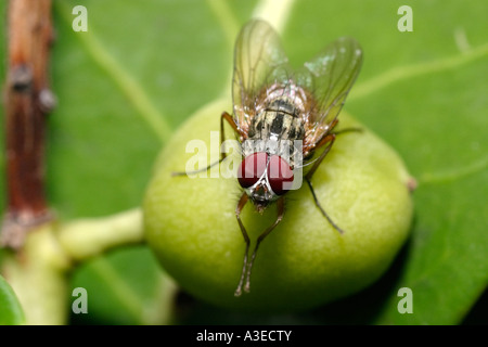 Fleisch-Fliege (Sarcophaga) an Obst Stockfoto