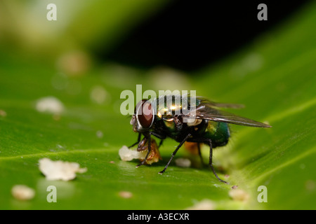 Schlag-Fly (Lucilia) Birne Essen Stockfoto