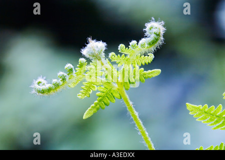 Farn schießt (Pteridium Aquilinum) Stockfoto