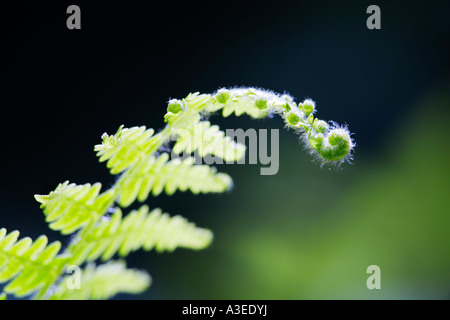 Farn schießt (Pteridium Aquilinum) Stockfoto