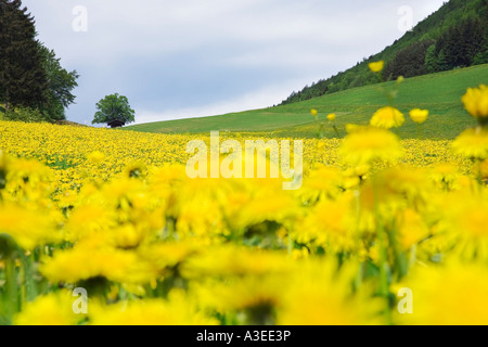 Wiese mit Löwenzahn (Taraxacum Officinale) im Mai im Schwarzwald, Baden-Württemberg, Deutschland Stockfoto