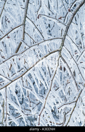 Zweige eines Appple Baumes ummantelt in Eis und mit hängenden Eiszapfen Stockfoto