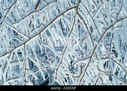 Zweige eines Appple Baumes ummantelt in Eis und mit hängenden Eiszapfen Stockfoto