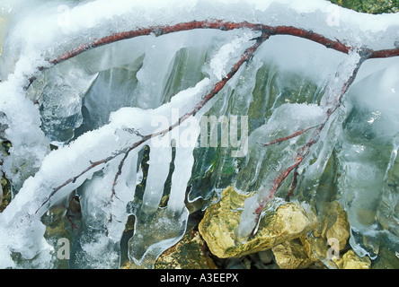 Zweige im Eis eingeschlossen Stockfoto