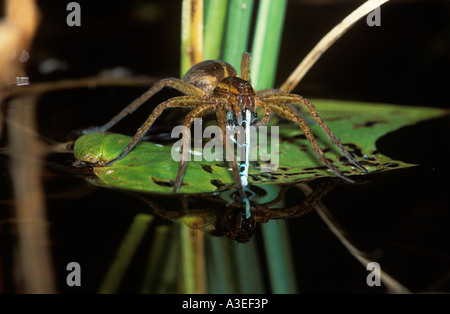 Floß-Spinne (Dolomedes Fimbriatus) Essen Damslefly, Deutschland Stockfoto