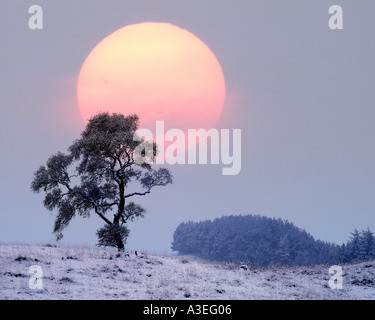 GB - Schottland: Winter in Glen Lochsie Stockfoto
