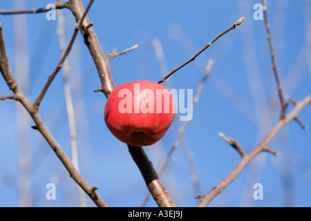 Eine einsame Apple auf eine entblätterte Apfelbaum Stockfoto