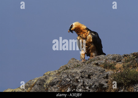 Bartgeier (sollten Barbatus) Simien Mountain Nationalpark, Äthiopien Stockfoto