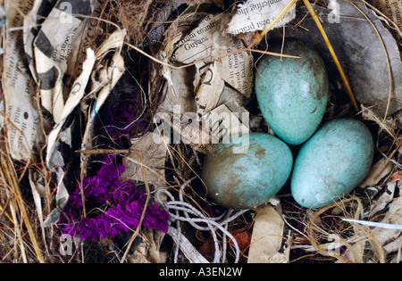 Elster Eiern, Australien Stockfoto