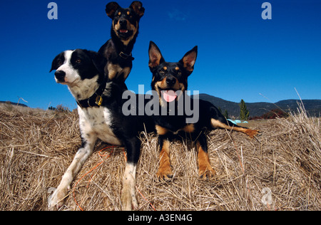 Arbeitshunde (Kelpies + Border Collie Kreuz), in der Nähe von Fingal, Tasmanien, Australien, horizontal, Stockfoto
