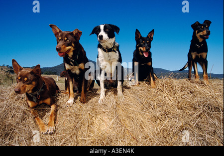 Arbeitshunde (Kelpies + Border Collie Kreuz), in der Nähe von Fingal, Tasmanien, Australien, horizontal, Stockfoto