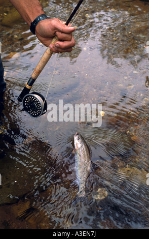 Fliegenfischen, Victoria Australien Stockfoto