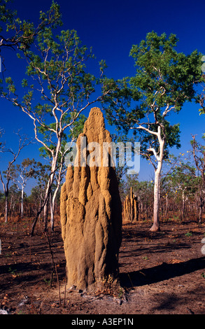 Riesige Termite Hügel im kürzlich verbrannte Trockenzeit Savanne Waldland, Top End, Northern Territory, Australien, vertikal Stockfoto