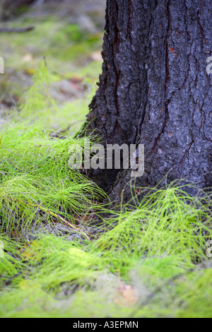 Weymouthskiefer Sämlinge Stockfoto