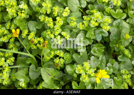 Sonne Wolfsmilch Euphorbia Helioscopia wächst im Wald Stockfoto