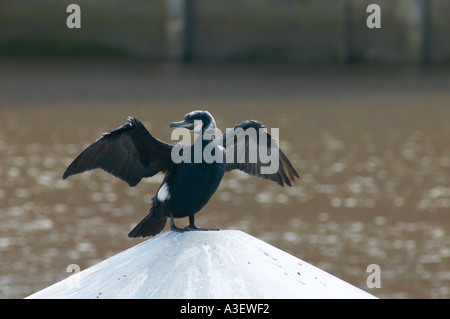 Kormoran Phalacrocorax Carbo trocknen seine Flügel in den Fluss Tyne Stockfoto