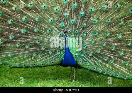 Männlicher Pfau Anzeige wunderbar bunten Schwanzfedern mit Auge Markierungen Poultons Park Southampton Hampshire Stockfoto