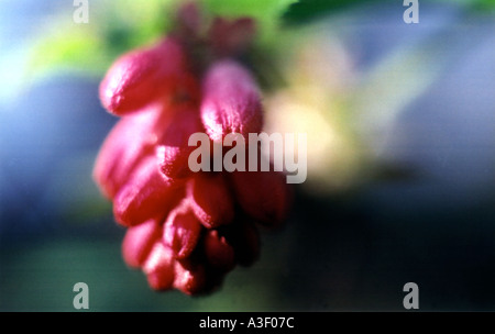 Hübsche rosa Blume, das aussieht wie eine Weintraube gegen eine Out of Focus grün Hintergrund Stockfoto