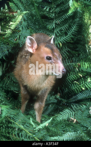 MUNTJAC Rotwild Muntiacus reevesi Stockfoto