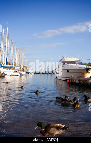 Enten schwimmen zwischen den Booten im Hafen Stockfoto