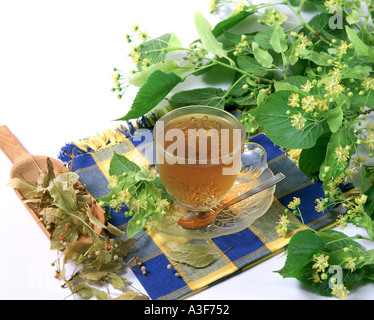 Lime Tree Infusion Tilia platyphyllos Stockfoto