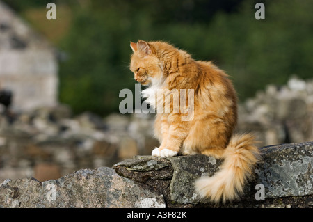 Große Orange Tabby Katze auf Mauer der Ruine des Ardchattan Priory Argyll Schottland Stockfoto