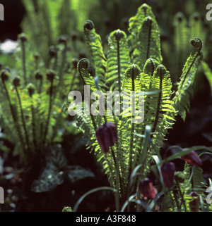 Matteuccia Struthiopteris Strauß Plume Farn mit Fritillaria Meleagris Schlange s Kopf Stockfoto