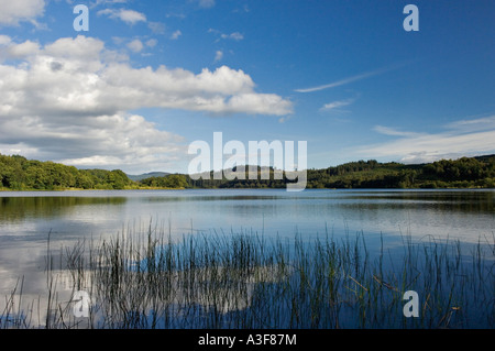 Schilf in den Untiefen des Loch Achray und umliegenden Hügeln Queen Elizabeth Forest Park der Trossachs National Park-Schottland Stockfoto