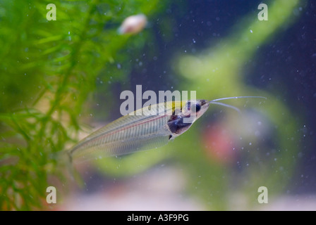 Geist oder Glas Wels in tropischen Heimat Süßwasser-aquarium Stockfoto