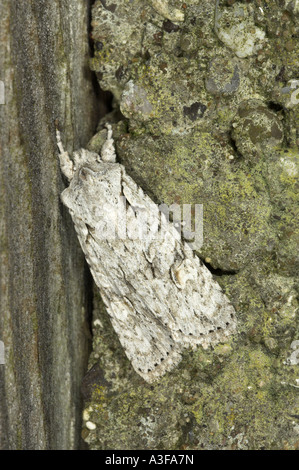 Motte grau Schulter Knoten Reliefzeichnung Ornitopus Lactipennis ruht auf Garten Zaun Dezember UK Stockfoto