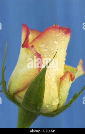 Studie der rosafarbenen Blume mit Wassertropfen hautnah Stockfoto