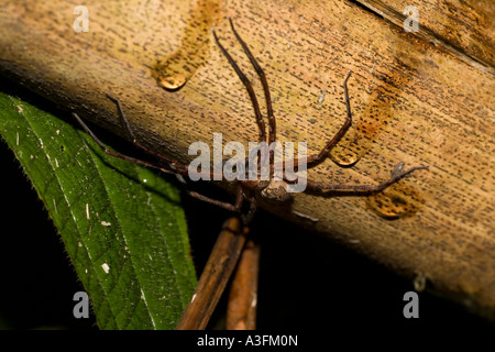 calathea lancifolia care Calathea lancifolia (Pet Friendly) main image 1