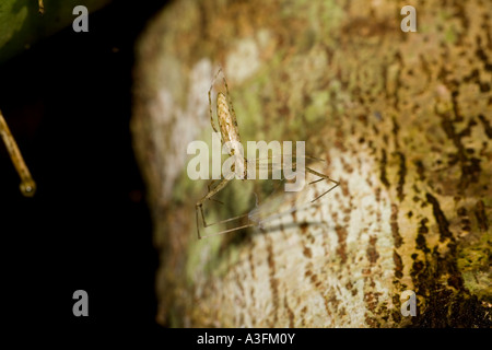 Netz werfen Spinne wartet auf Beute zu Fuß unter Marojejy Madagaskar Stockfoto