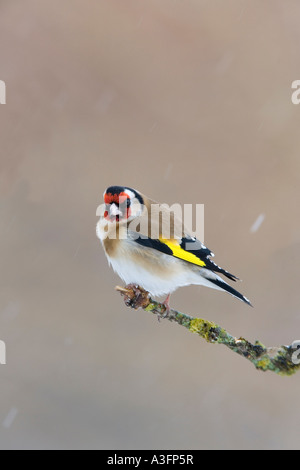 Stieglitz Zuchtjahr Zuchtjahr thront auf Flechten bedeckt älteren Zweig suchen Warnung bei fallenden Schnee mit schönen sauberen Hintergrund Stockfoto